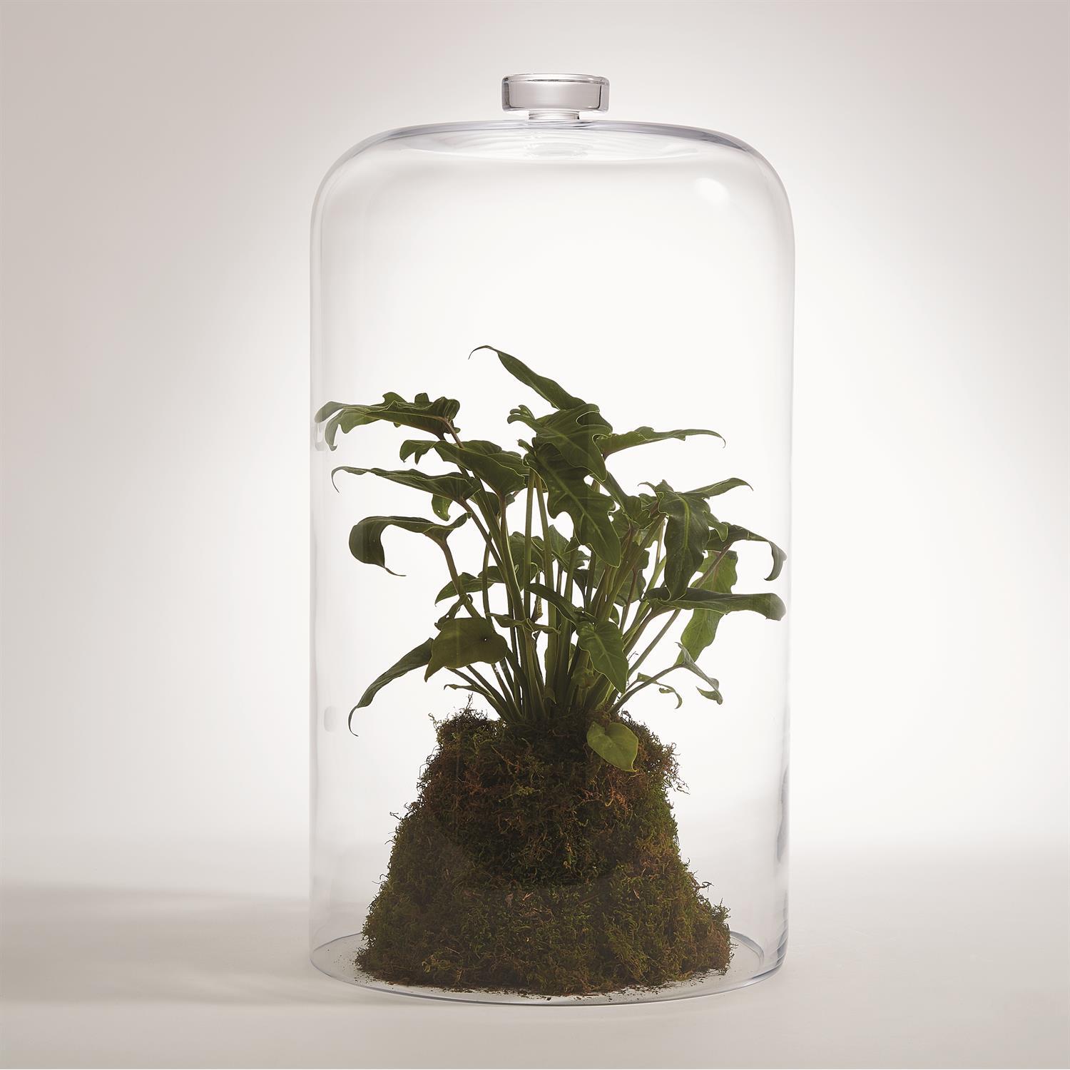 CLOCHE-CLEAR